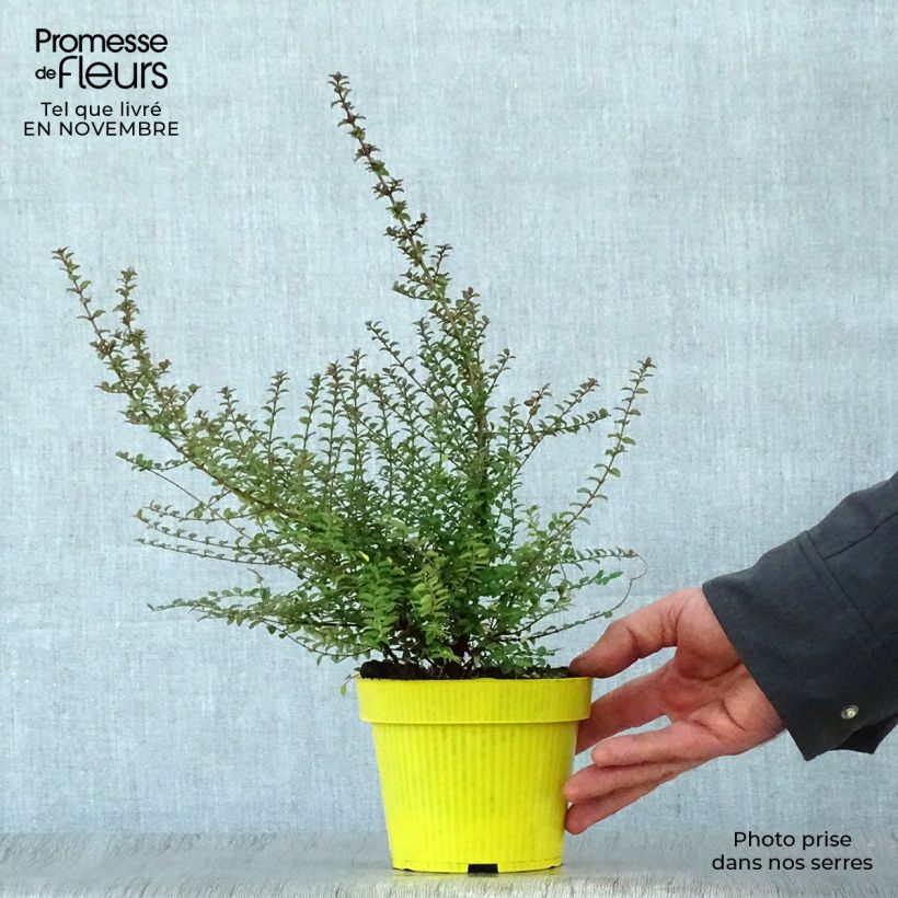 Esimerkki syksyllä toimitetusta Myrttikuusama - Lonicera nitida 1 litran / 1,5 litran ruukku-taimesta