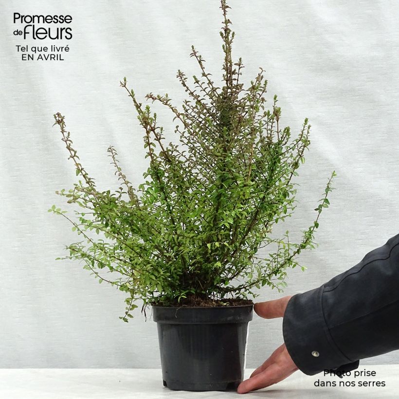 Esimerkki keväällä toimitetusta Myrttikuusama - Lonicera nitida Pot de 1L/1,5L-taimesta