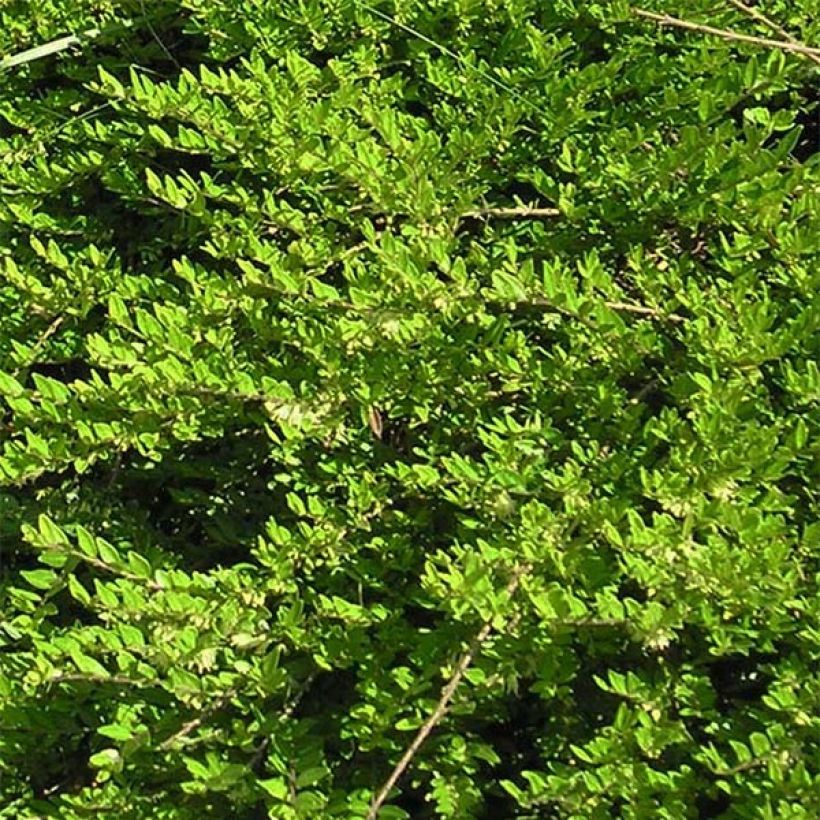 Varpukuusama - Lonicera pileata (Lehvistö)
