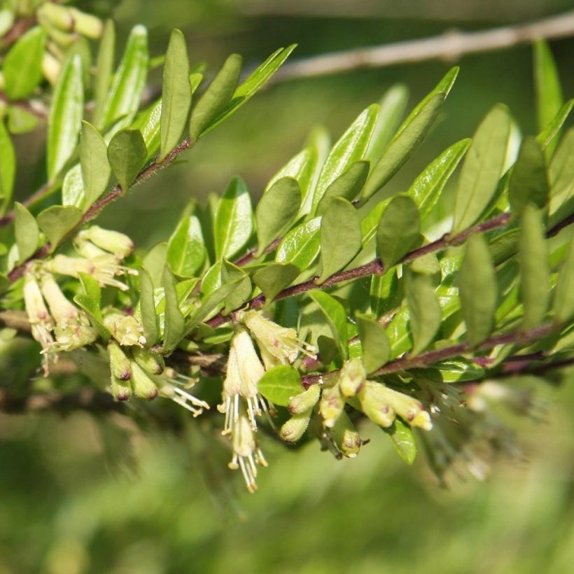 Varpukuusama Mossgreen (Lehvistö)