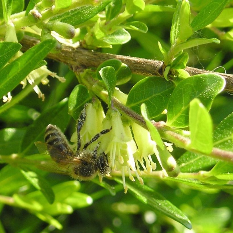 Varpukuusama Mossgreen (Kukinta)