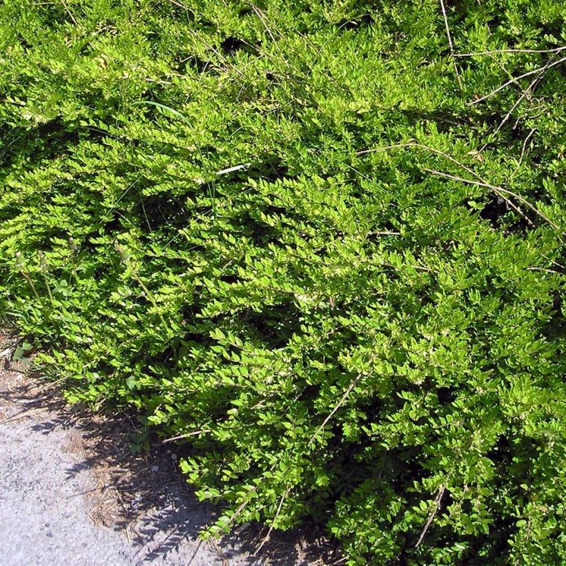 Varpukuusama Mossgreen (Kasvutapa)