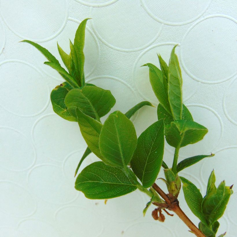 Talvikuusama Winter Beauty (Lehvistö)