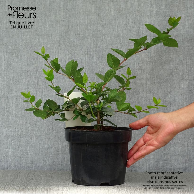 Esimerkki kesällä toimitetusta Talvikuusama Winter Beauty Ruukku 2L / 3L-taimesta