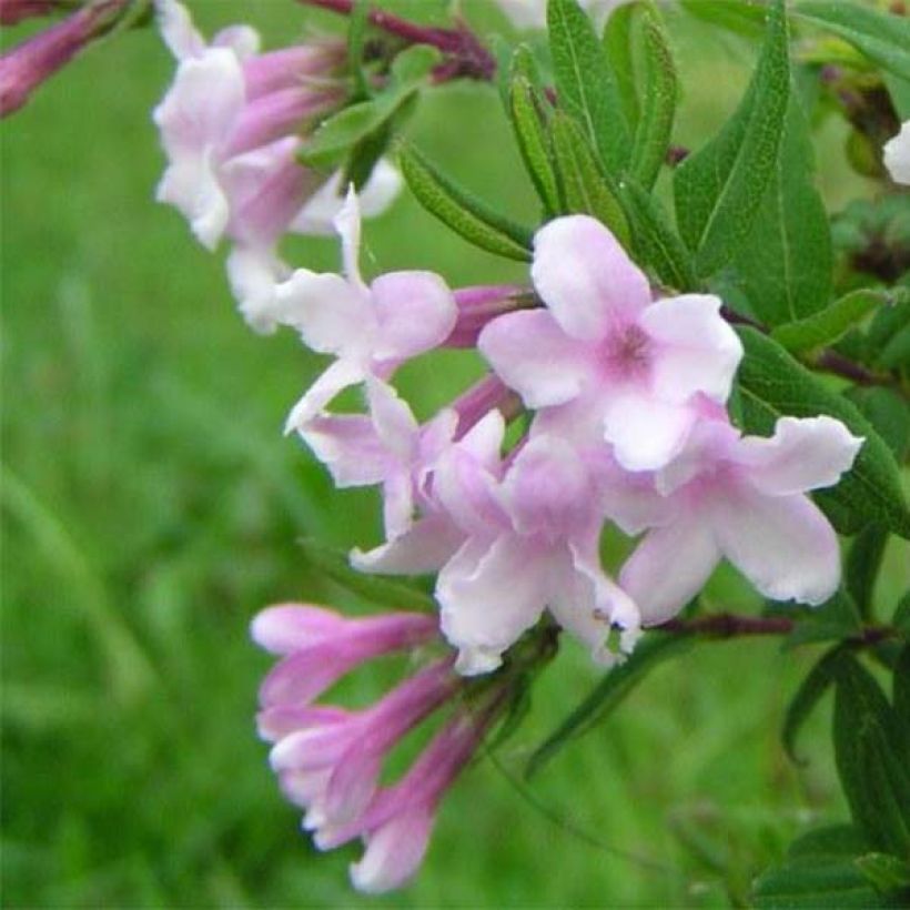 Myrttikuusama - Lonicera syringantha (Kukinta)