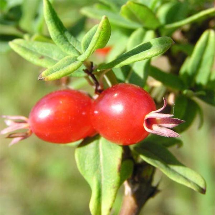 Myrttikuusama - Lonicera syringantha (Sadonkorjuu)