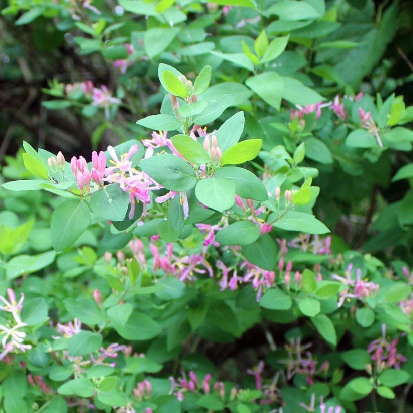Rusokuusama - Lonicera tatarica (Lehvistö)