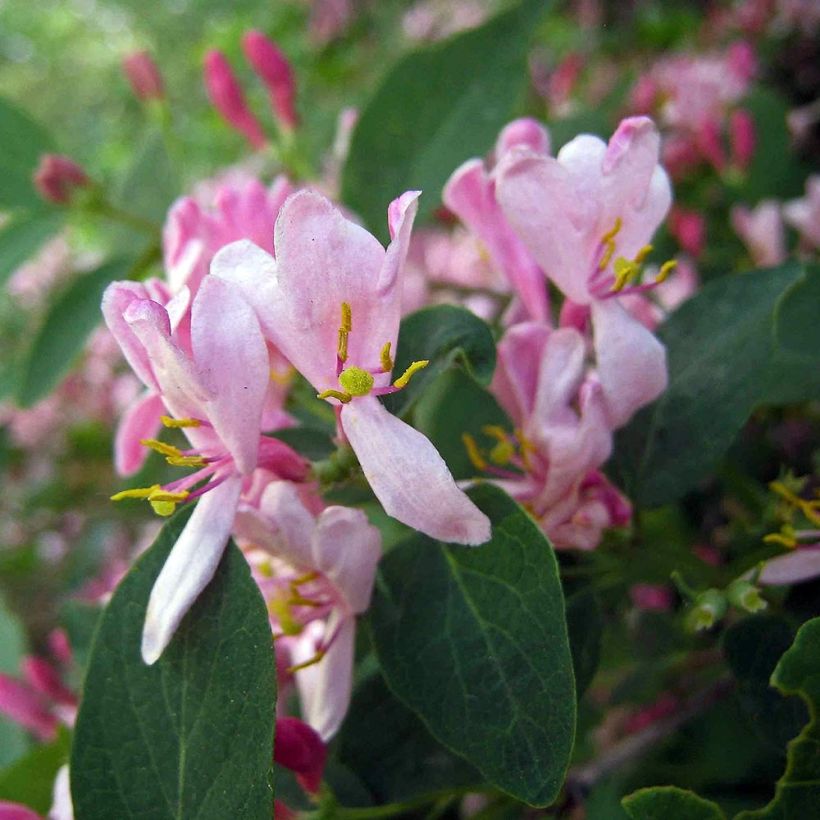 Rusokuusama - Lonicera tatarica (Kukinta)