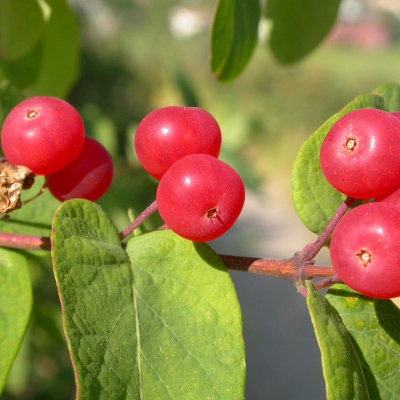 Rusokuusama - Lonicera tatarica (Sadonkorjuu)