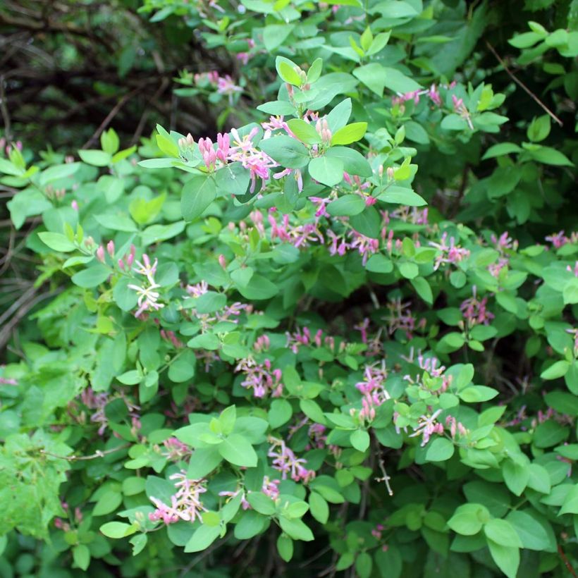 Rusokuusama - Lonicera tatarica (Kasvutapa)