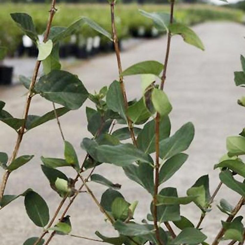 Rusokuusama Arnold Red (Lehvistö)