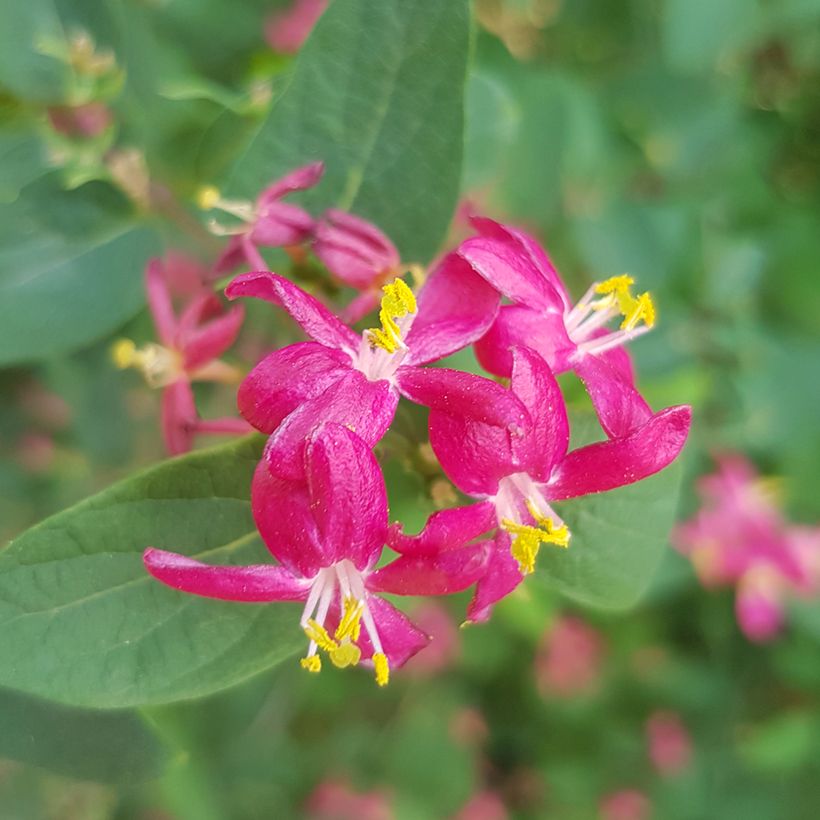 Rusokuusama Arnold Red (Kukinta)