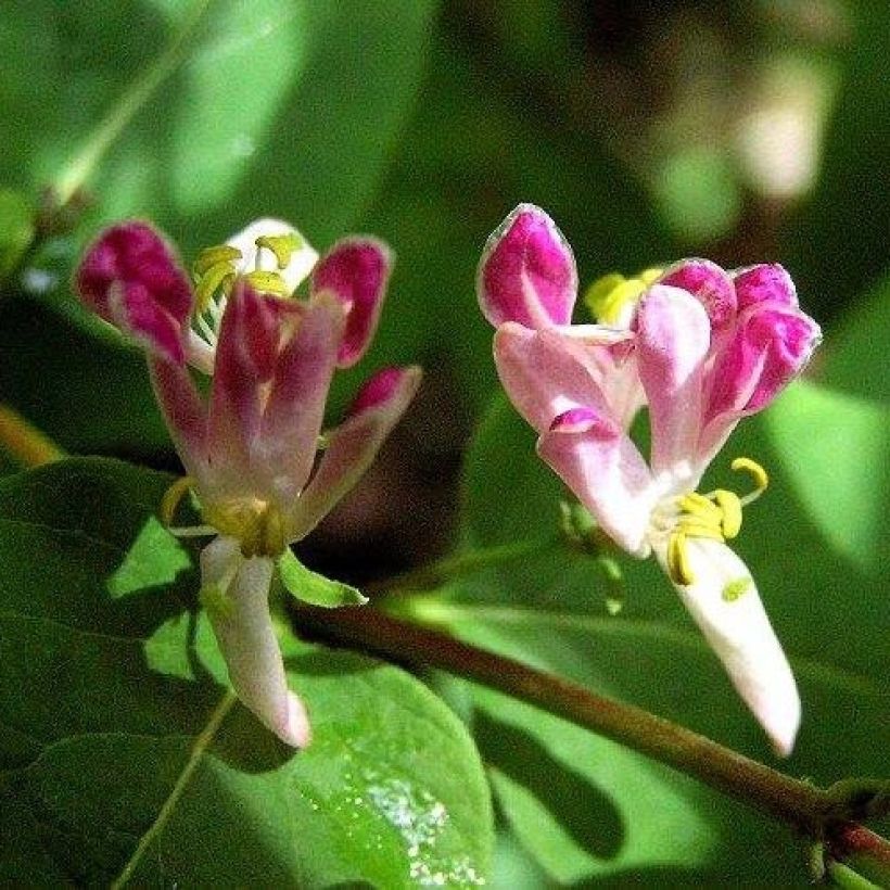 Rusokuusama Rosea (Kukinta)