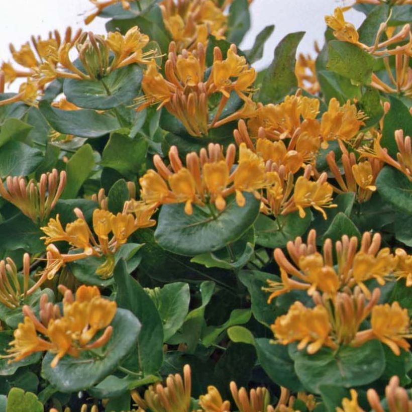 Kultaköynnöskuusama - Lonicera x tellmaniana (Kasvutapa)