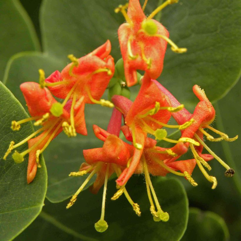 Koreaköynnöskuusama Firecracker (Kukinta)