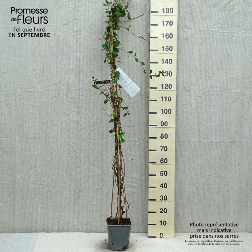 Esimerkki syksyllä toimitetusta Koreaköynnöskuusama - Lonicera x heckrottii 3 litran/4 litran ruukku-taimesta