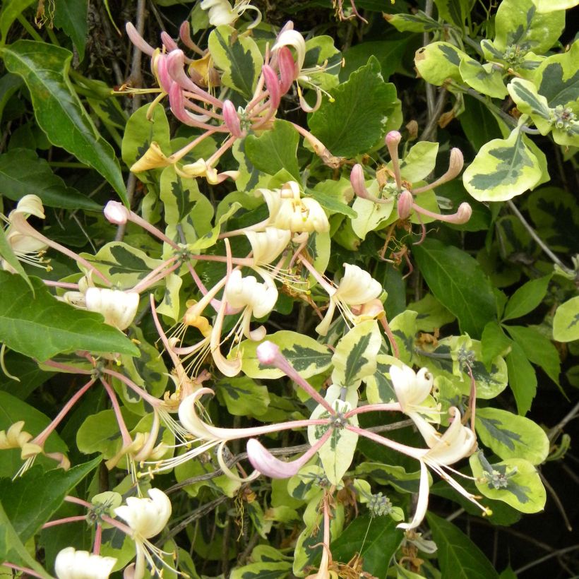 Tuoksuköynnöskuusama Harlequin (Kukinta)