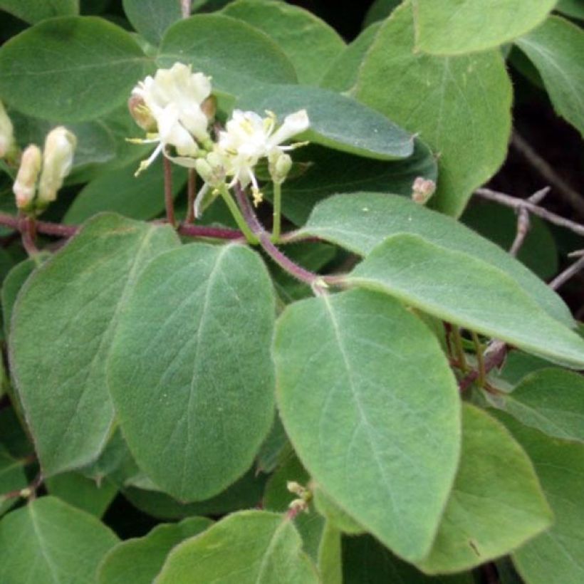 Lehtokuusama - Lonicera xylosteum (Lehvistö)