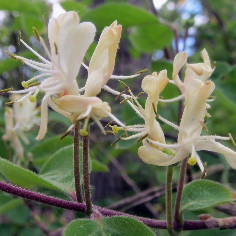 Lehtokuusama - Lonicera xylosteum (Kukinta)