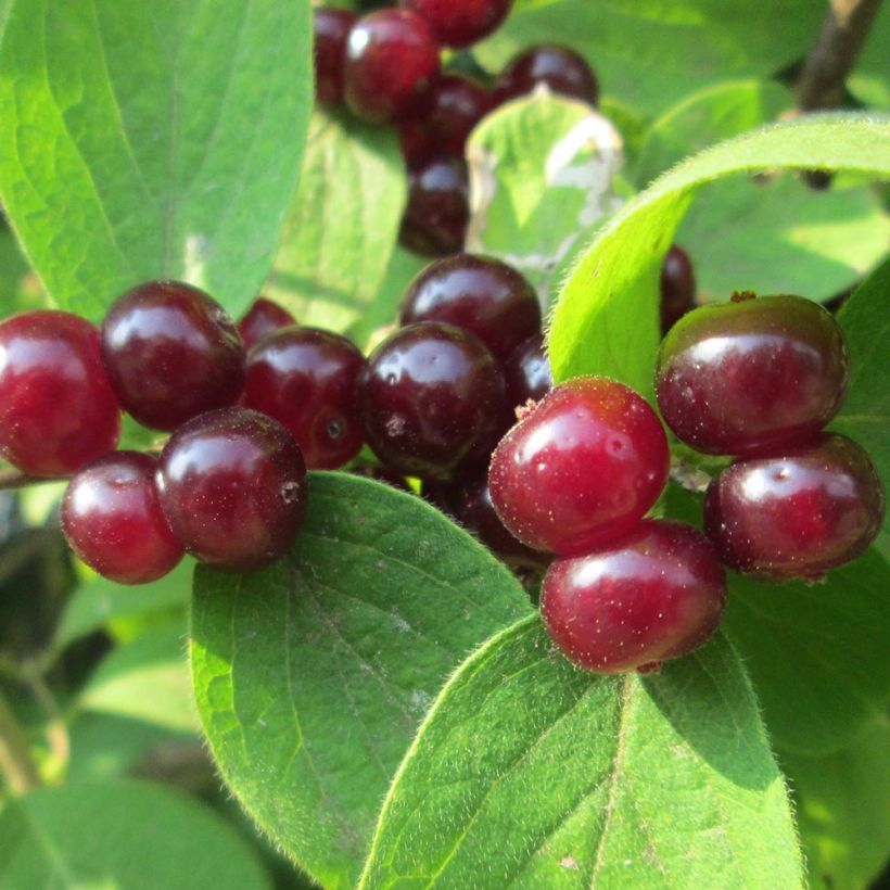 Lehtokuusama - Lonicera xylosteum (Sadonkorjuu)
