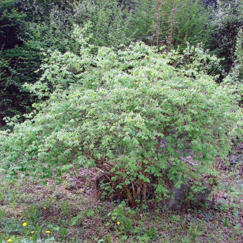 Lehtokuusama - Lonicera xylosteum (Kasvutapa)