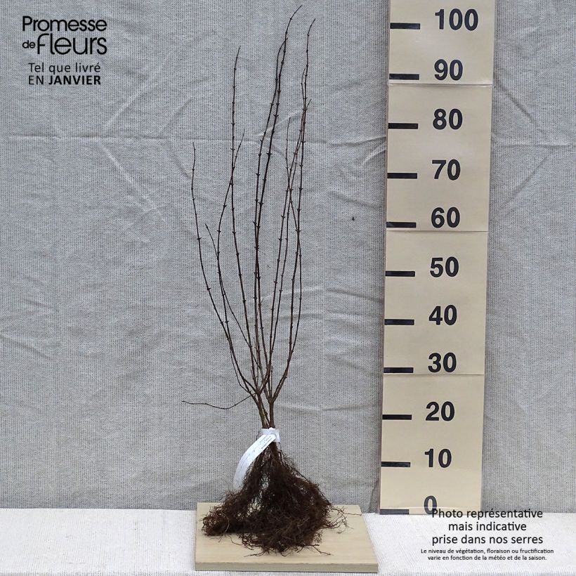 Esimerkki talvella toimitetusta Lehtokuusama - Lonicera xylosteum Petites Racines nues-taimesta