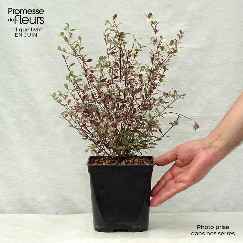 Esimerkki kesällä toimitetusta Lophomyrtus ralphii Magic dragon Pot de 2L/3L-taimesta