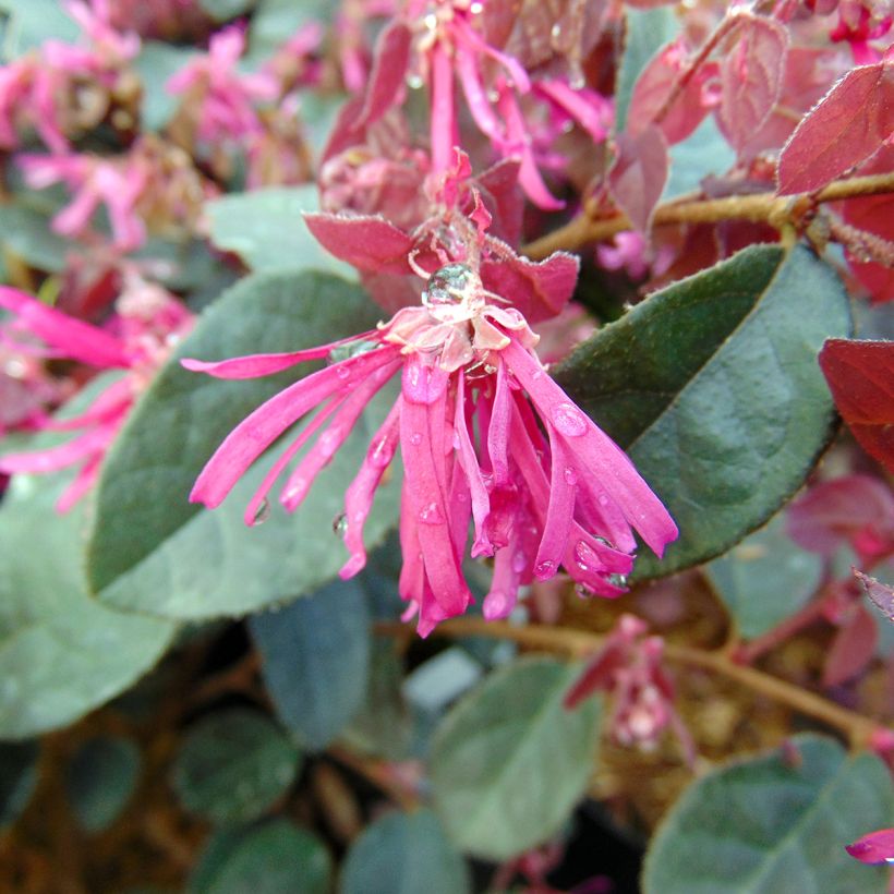 Loropetalum chinense Fire dance (Kukinta)