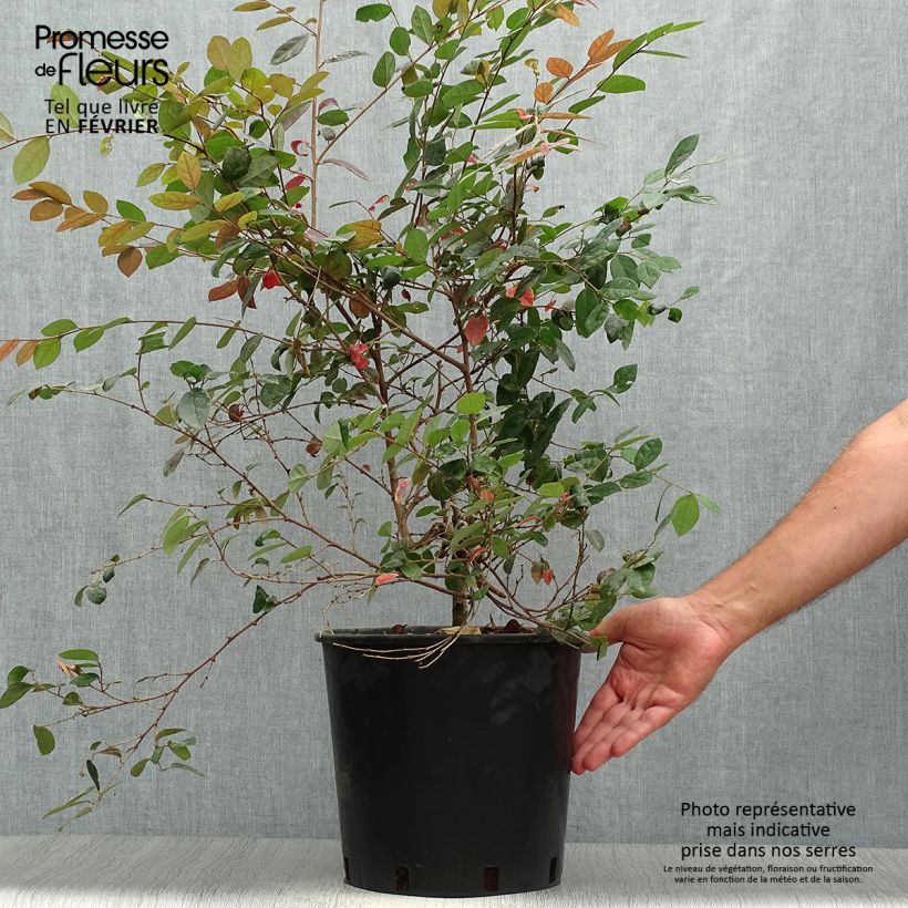 Esimerkki syksyllä toimitetusta Loropetalum chinense Fire dance 7,5 litran / 10 litran ruukku-taimesta