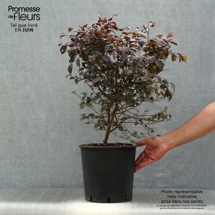 Esimerkki kesällä toimitetusta Loropetalum chinense Fire dance Pot de 7,5L/10L-taimesta