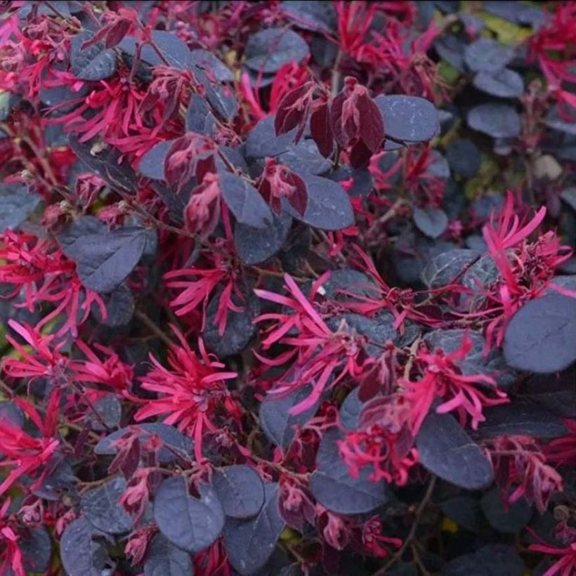 Loropetalum chinense Black Pearl (Kukinta)