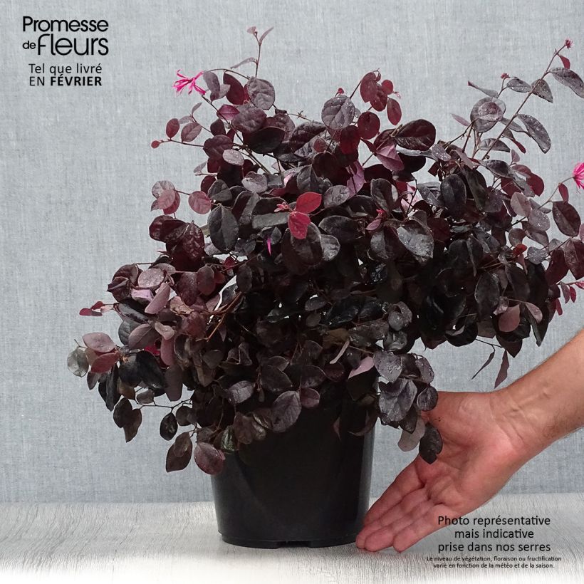 Esimerkki syksyllä toimitetusta Loropetalum chinense Black Pearl 1,5 litran / 2 litran kannu-taimesta
