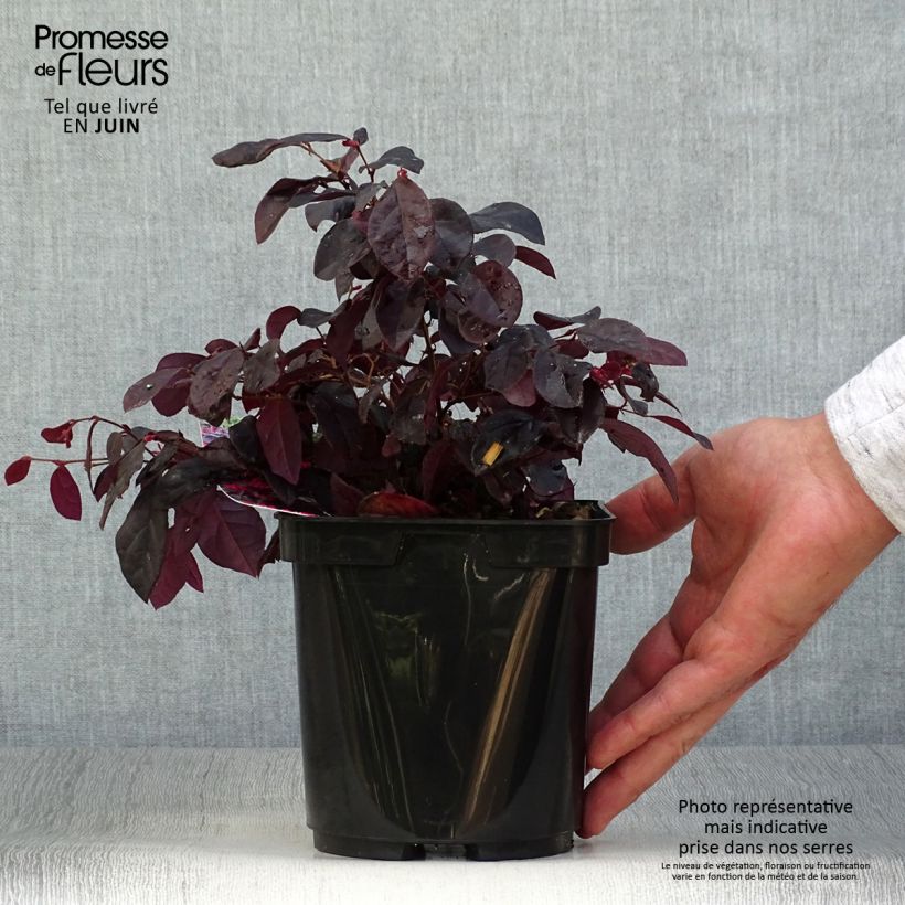 Esimerkki kesällä toimitetusta Loropetalum chinense Black Pearl Ruukku 1,5L / 2L-taimesta