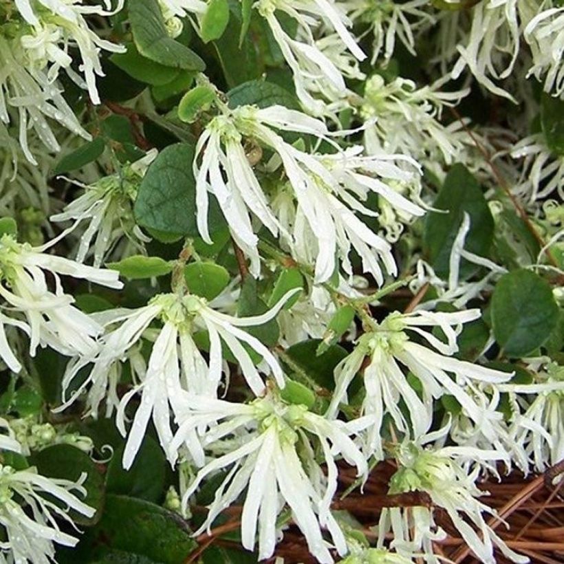 Loropetalum chinense Carolina Moonlight (Kukinta)