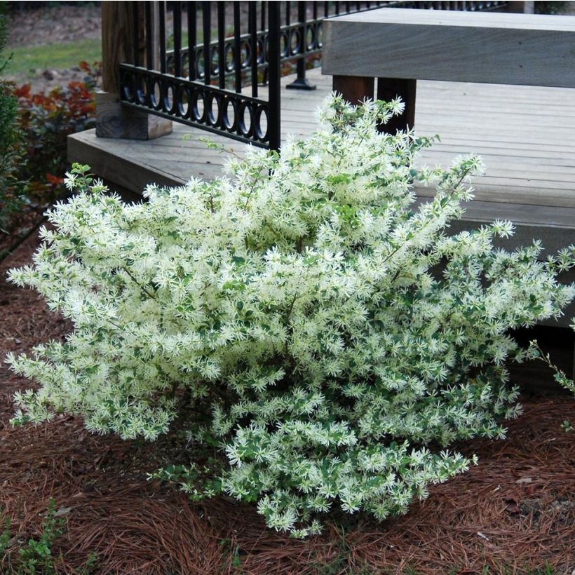 Loropetalum chinense Carolina Moonlight (Kasvutapa)