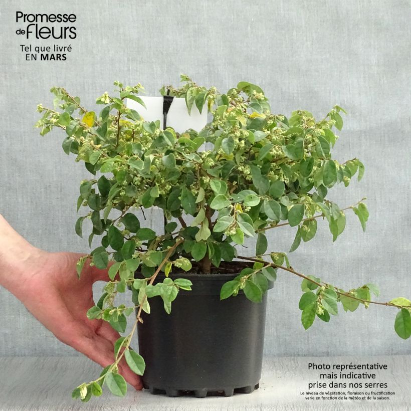 Esimerkki keväällä toimitetusta Loropetalum chinense Carolina Moonlight Pot de 2L/3L-taimesta