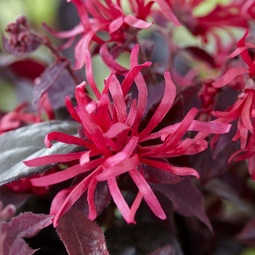 Loropetalum chinense var. rubrum Ever Red (Kukinta)