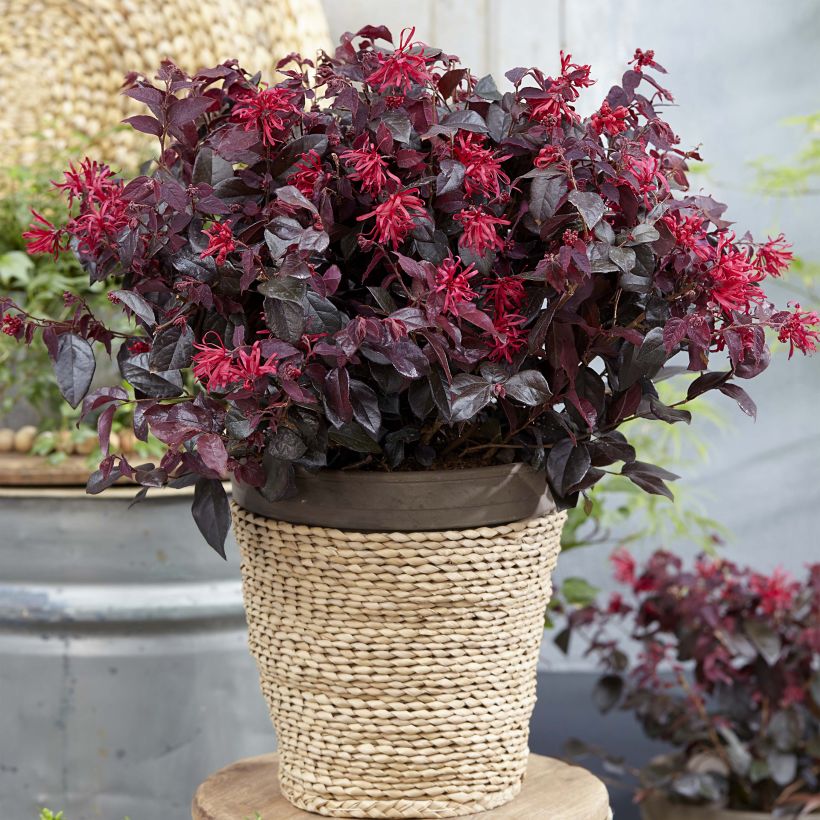 Loropetalum chinense var. rubrum Ever Red (Kasvutapa)