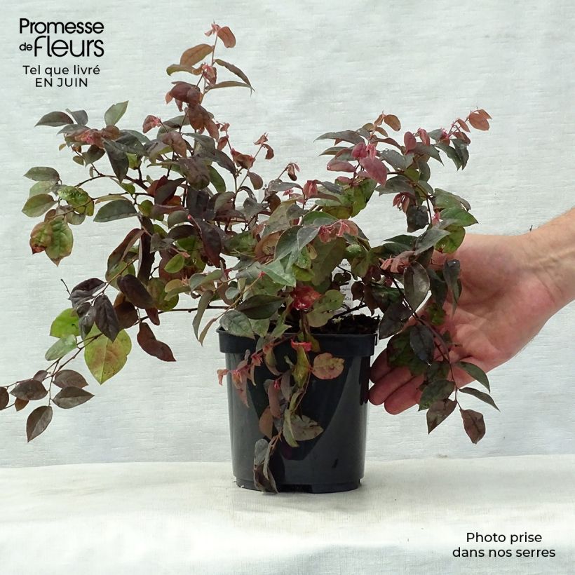 Esimerkki kesällä toimitetusta Loropetalum chinense Fire dance Pot de 3L/4L-taimesta