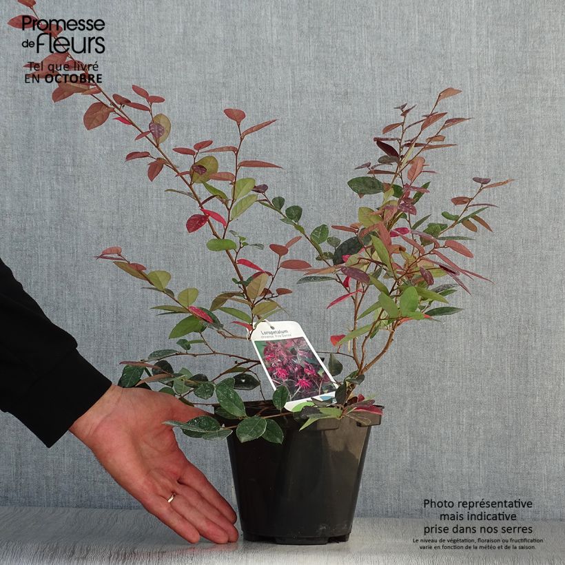 Esimerkki syksyllä toimitetusta Loropetalum chinense Fire dance 3 litran/4 litran ruukku-taimesta