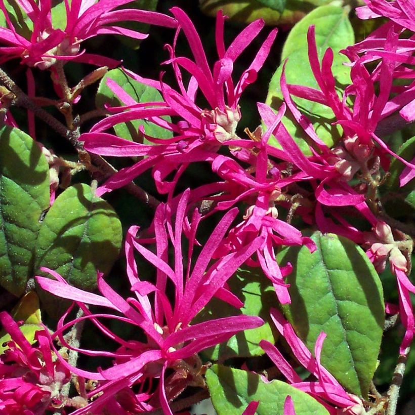 Loropetalum chinense Ming Dynasty (Kukinta)