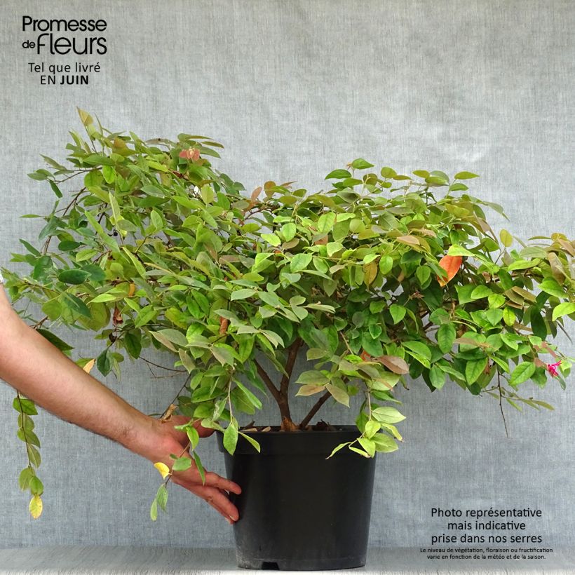 Esimerkki kesällä toimitetusta Loropetalum chinense Ming Dynasty Pot de 6L/7L-taimesta