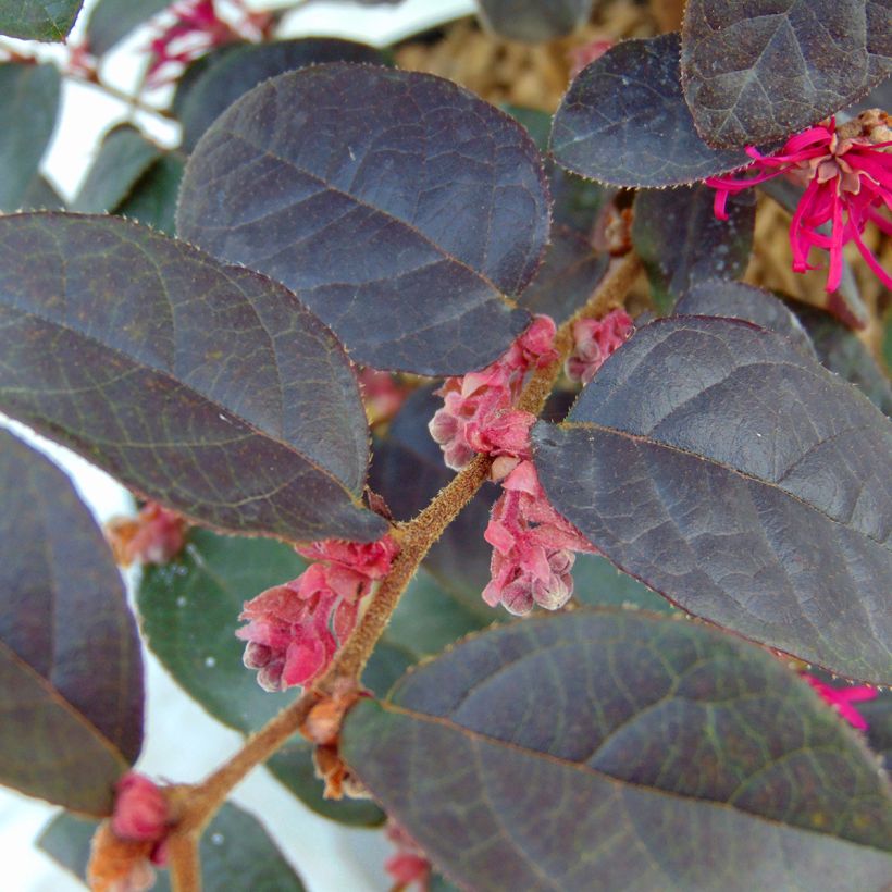 Loropetalum chinense var. rubrum Pipa's Red (Lehvistö)