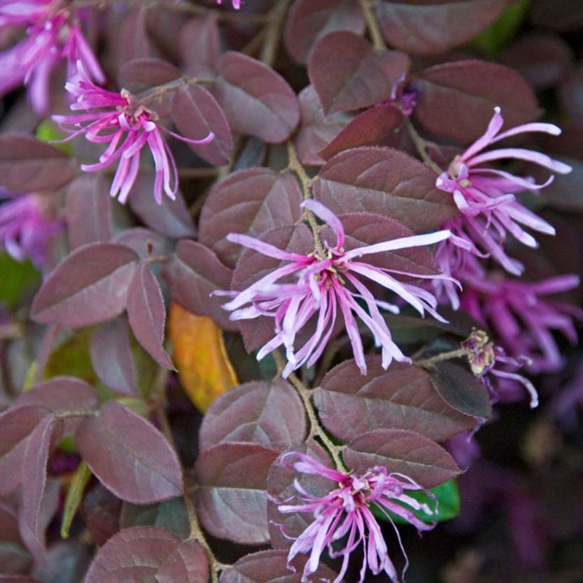 Loropetalum chinense var. rubrum Pipa's Red (Kukinta)