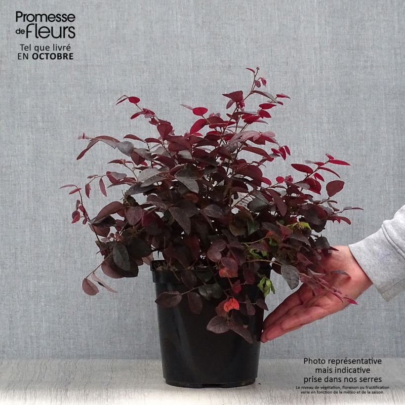 Esimerkki syksyllä toimitetusta Loropetalum chinense var. rubrum Pipa's Red 2 litran/3 litran ruukku-taimesta