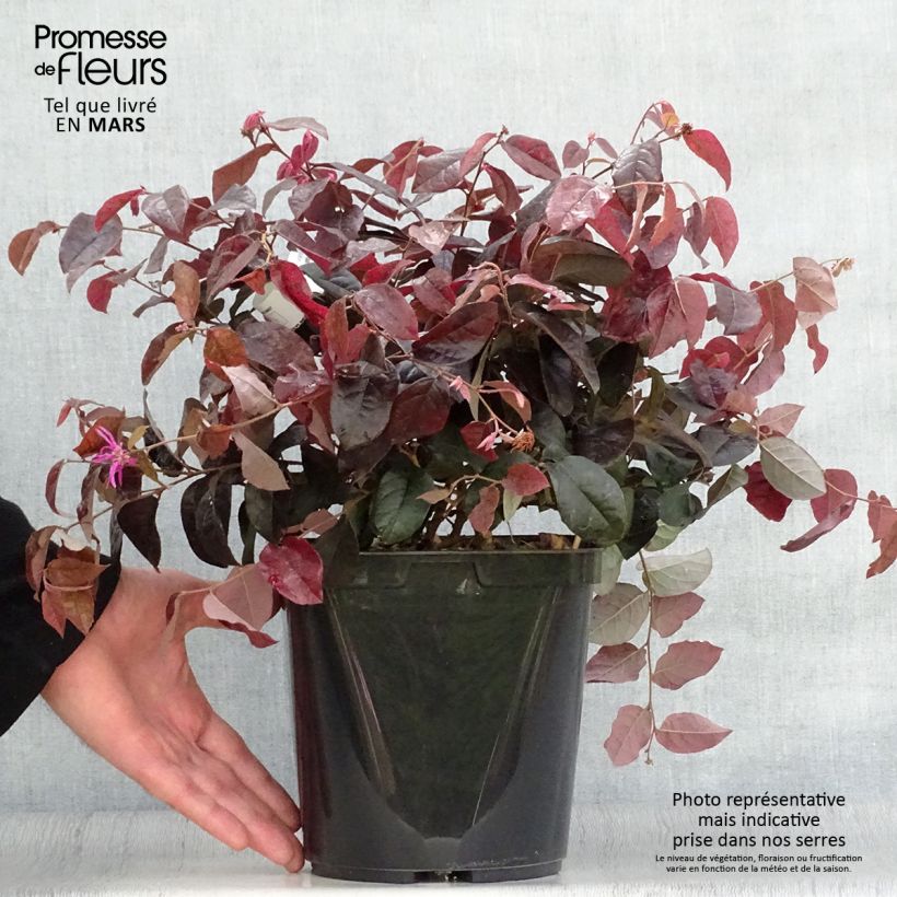 Esimerkki keväällä toimitetusta Loropetalum chinense var. rubrum Pipa's Red Ruukku 2L / 3L-taimesta