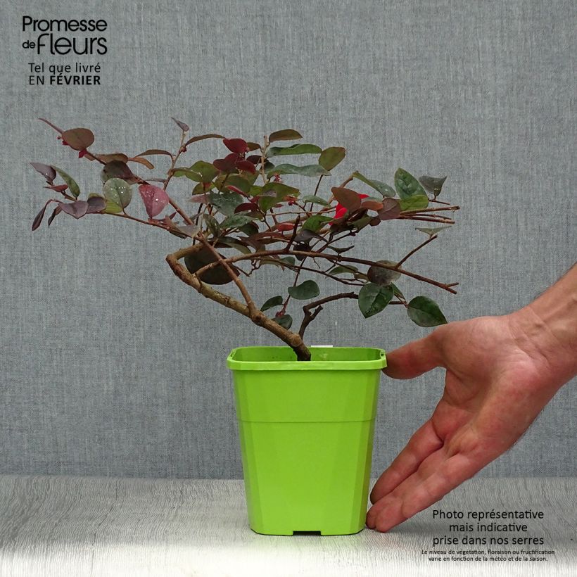 Esimerkki syksyllä toimitetusta Loropetalum chinense var. rubrum Plum Gorgeous 2 litran/3 litran ruukku-taimesta