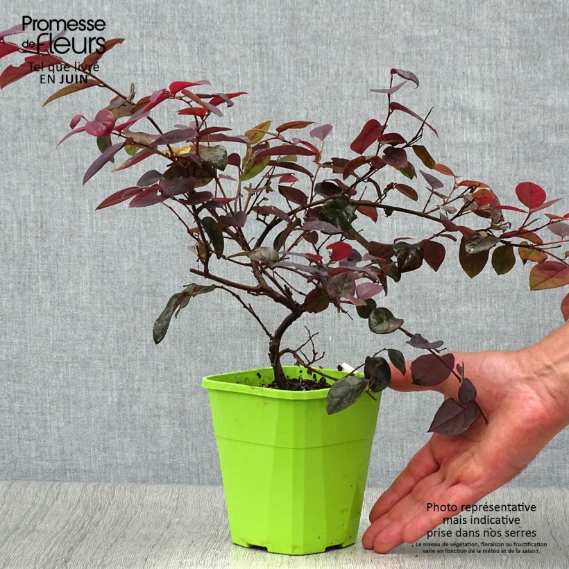 Esimerkki kesällä toimitetusta Loropetalum chinense var. rubrum Plum Gorgeous Pot de 2L/3L-taimesta