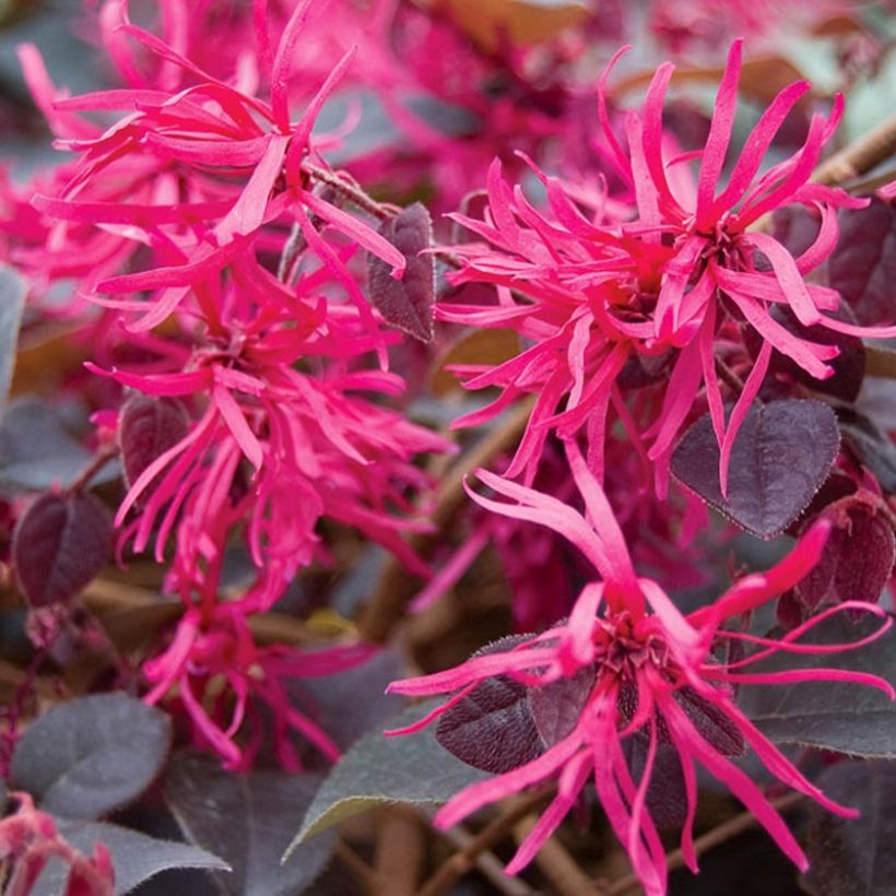 Loropetalum chinense var. rubrum Plum Gorgeous (Kukinta)