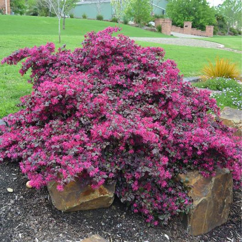 Loropetalum chinense var. rubrum Plum Gorgeous (Kasvutapa)